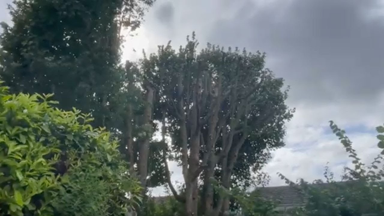 Sycamore Pollarding Explained
