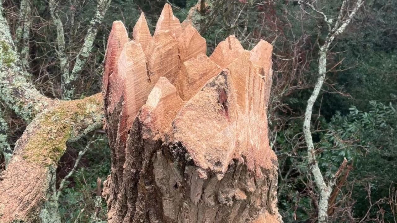 How We Create a Wildlife Habitat With Fracture Pruning