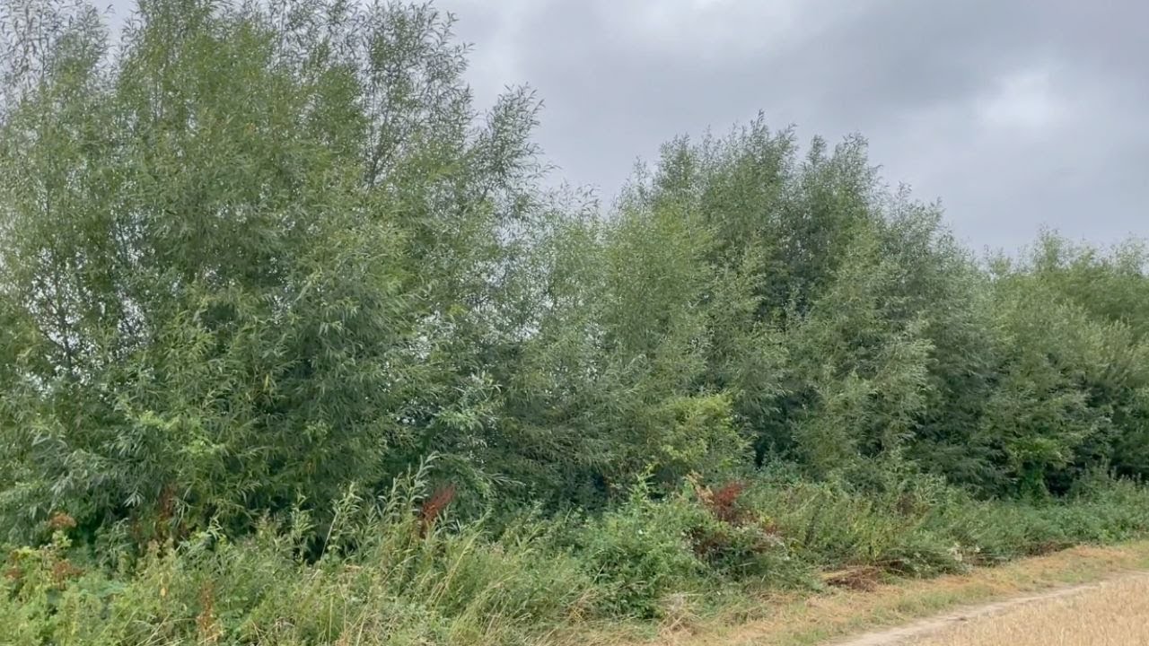 Willow Coppicing 3 Years Later