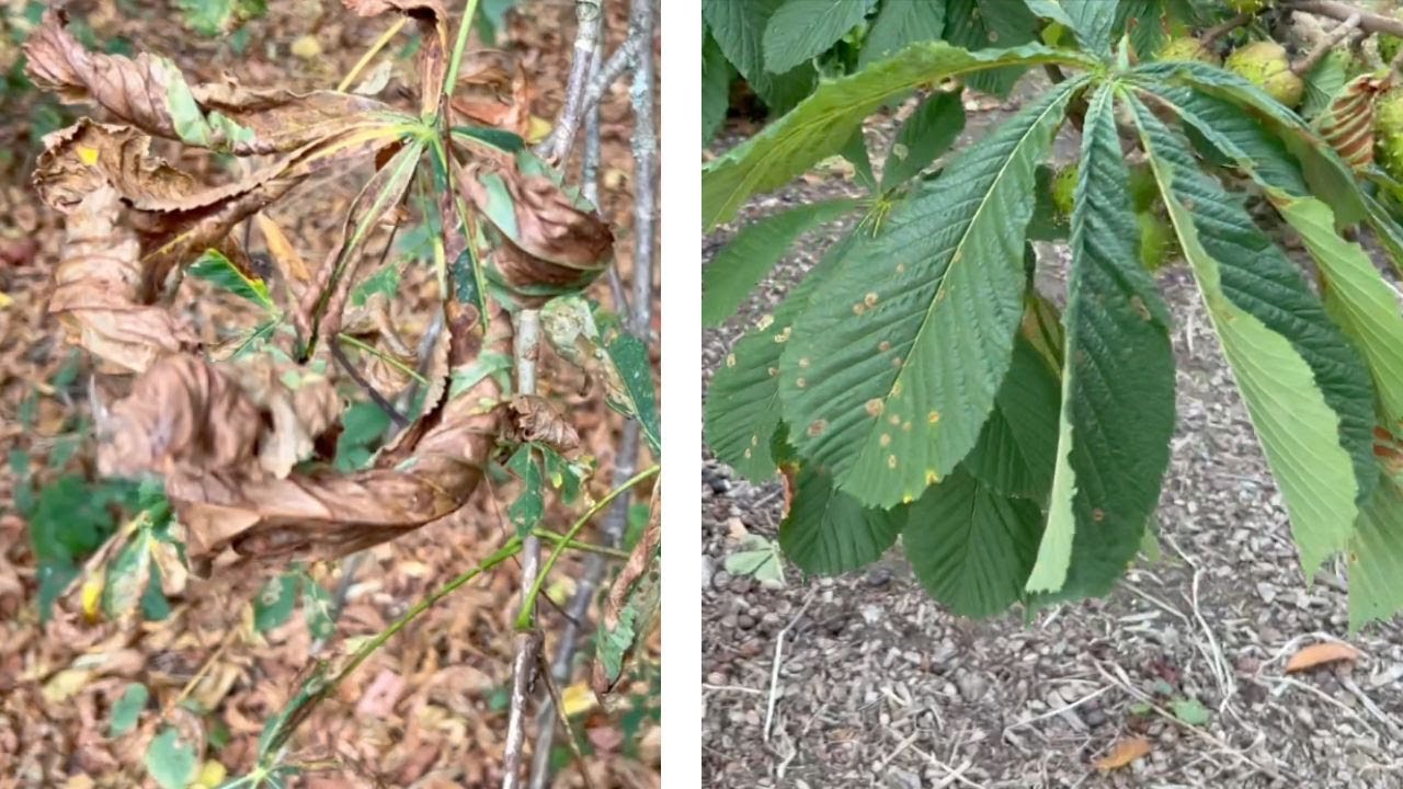 Treating Horse Chestnut Trees for Horse Chestnut Miners