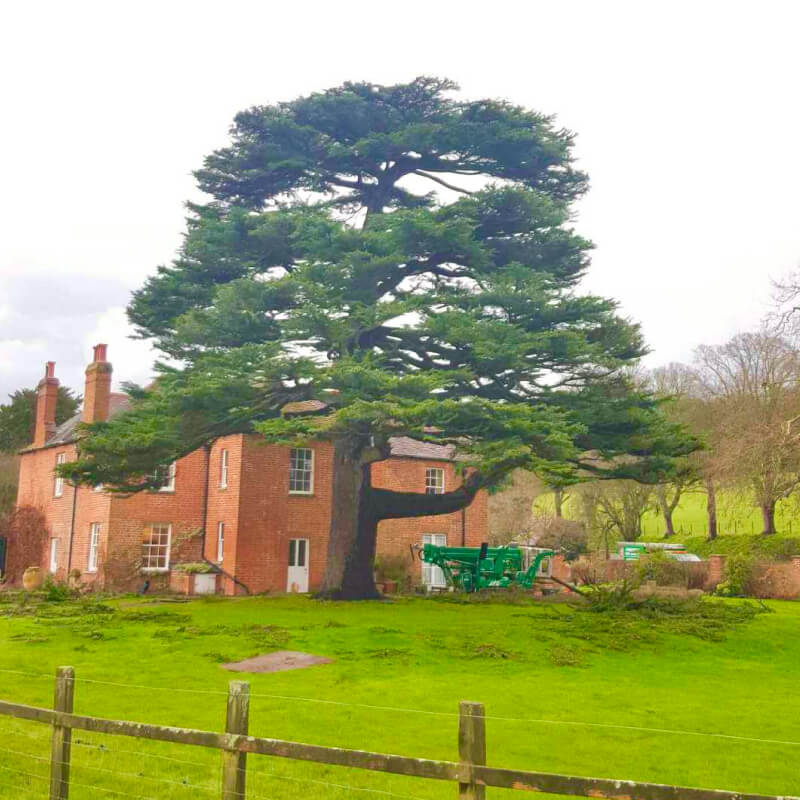 Tree Preservation 10