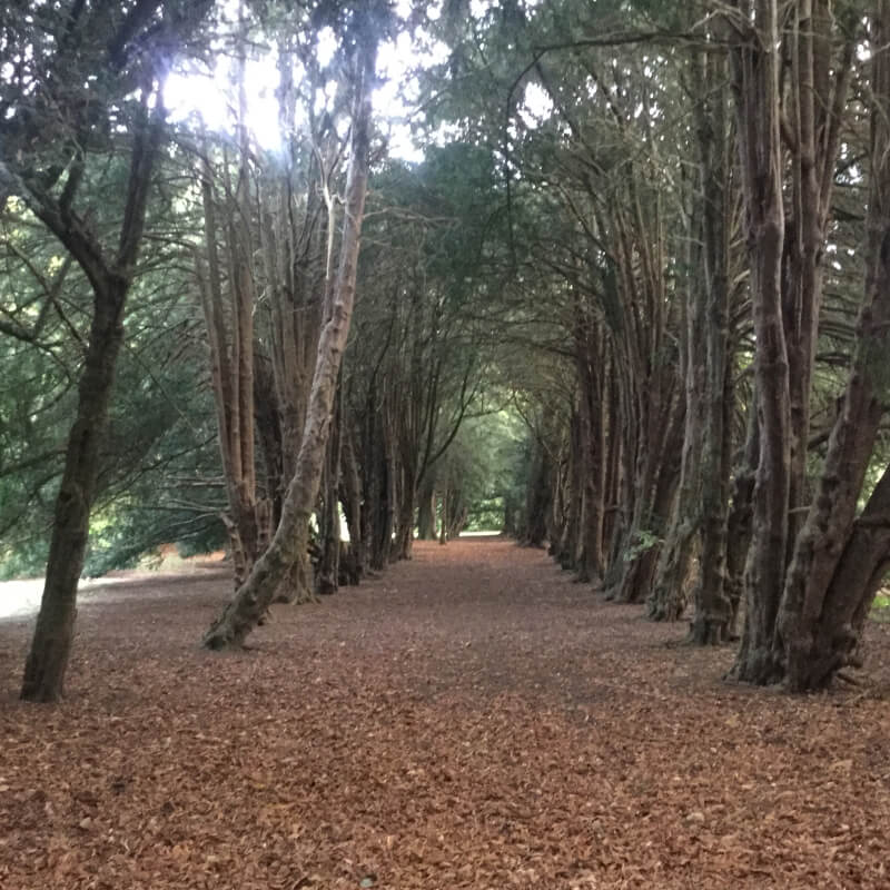 Tree Preservation 11