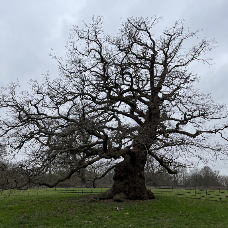 Tree Preservation 12