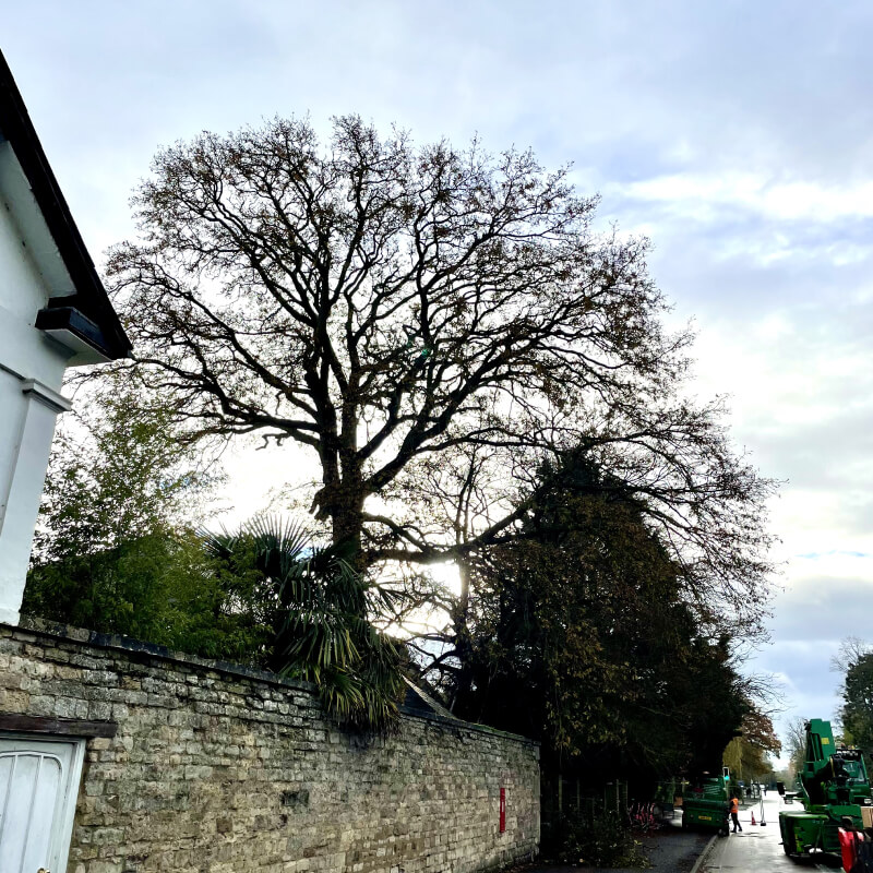Tree Preservation 13