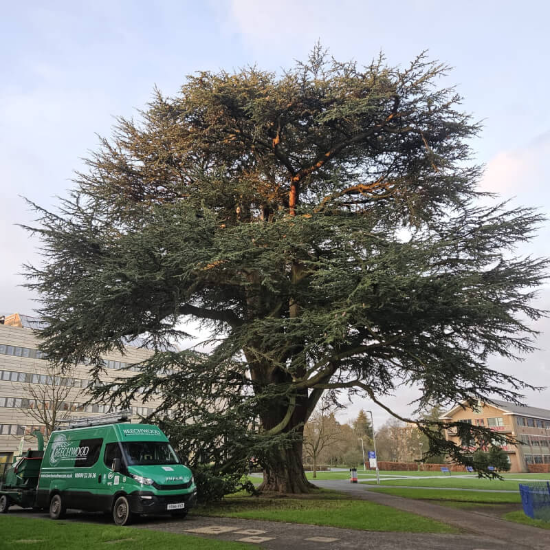 Tree Preservation 14