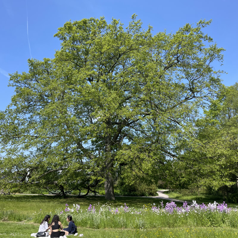Tree Preservation 16