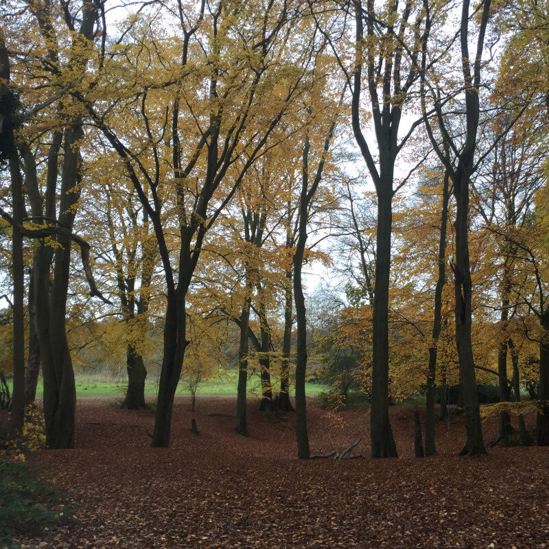 Tree Preservation 17