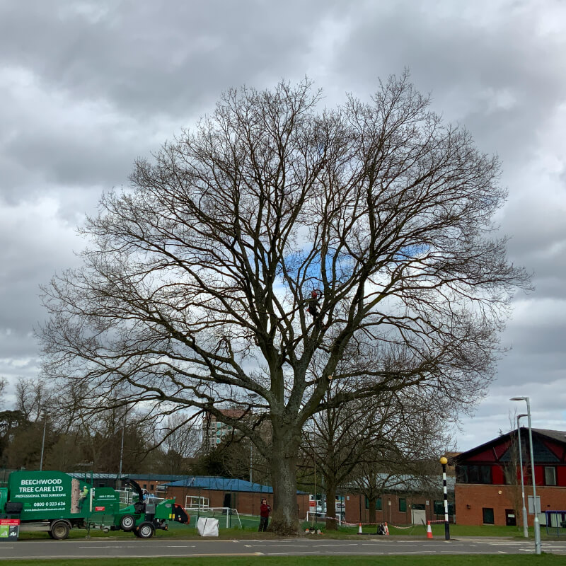 Tree Preservation 19
