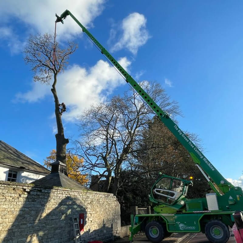 Tree Preservation 2