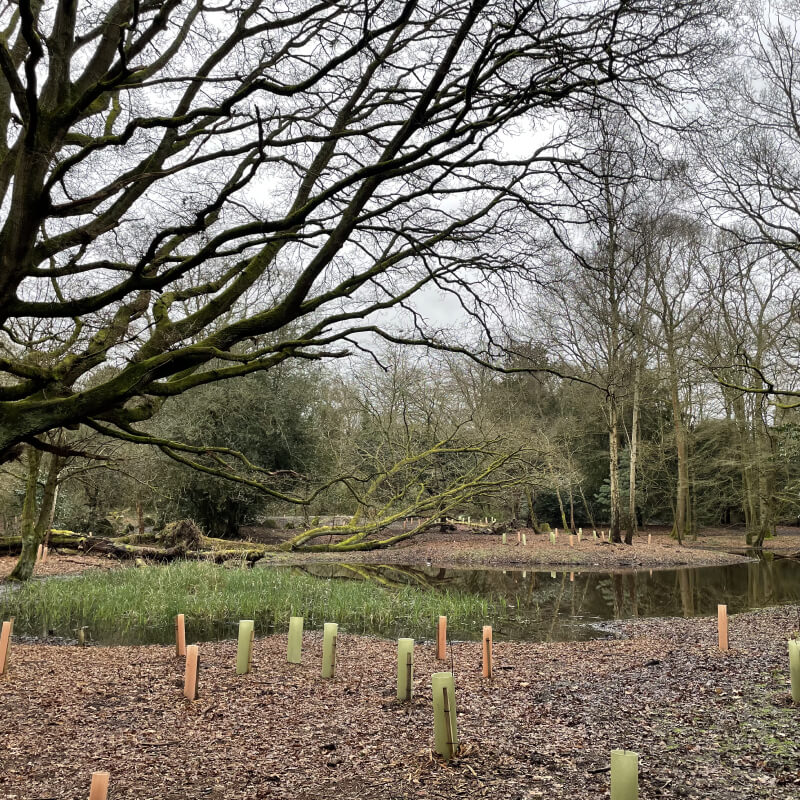 Tree Preservation 21