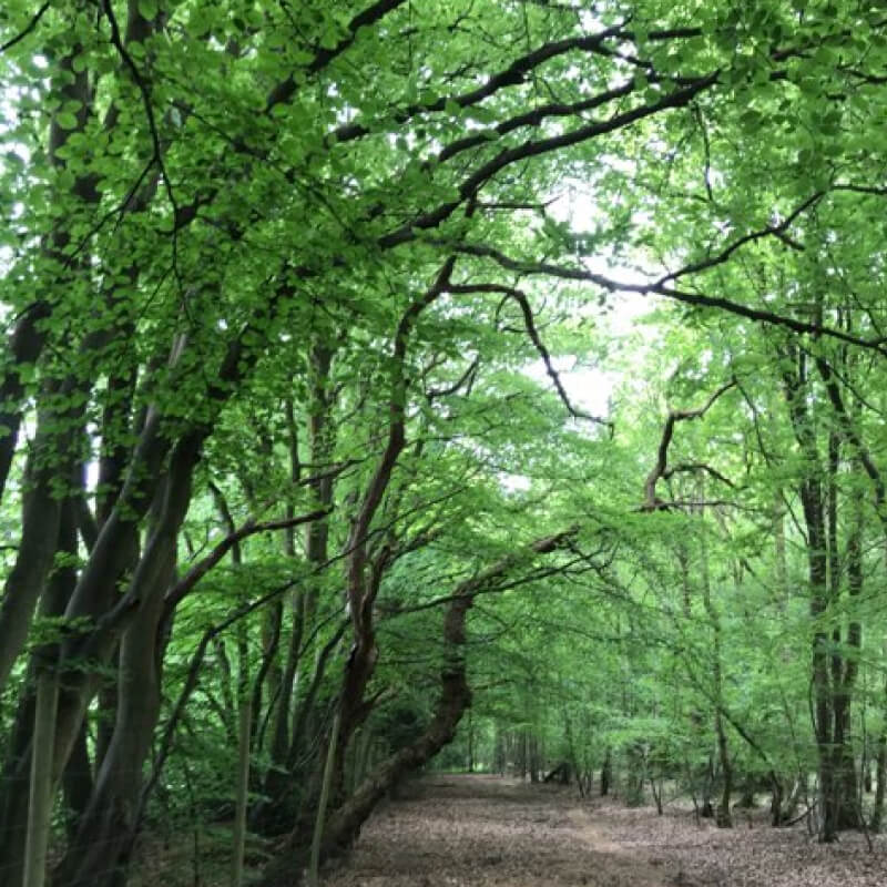 Tree Preservation 3