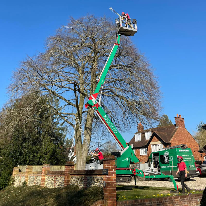 Tree Preservation 4
