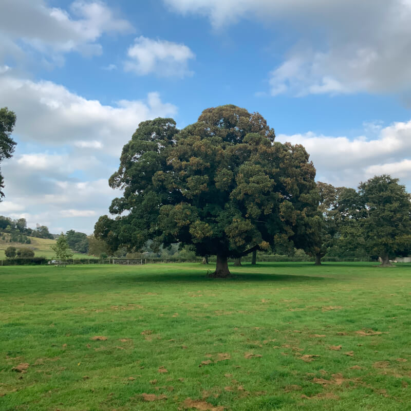 Tree Preservation 4