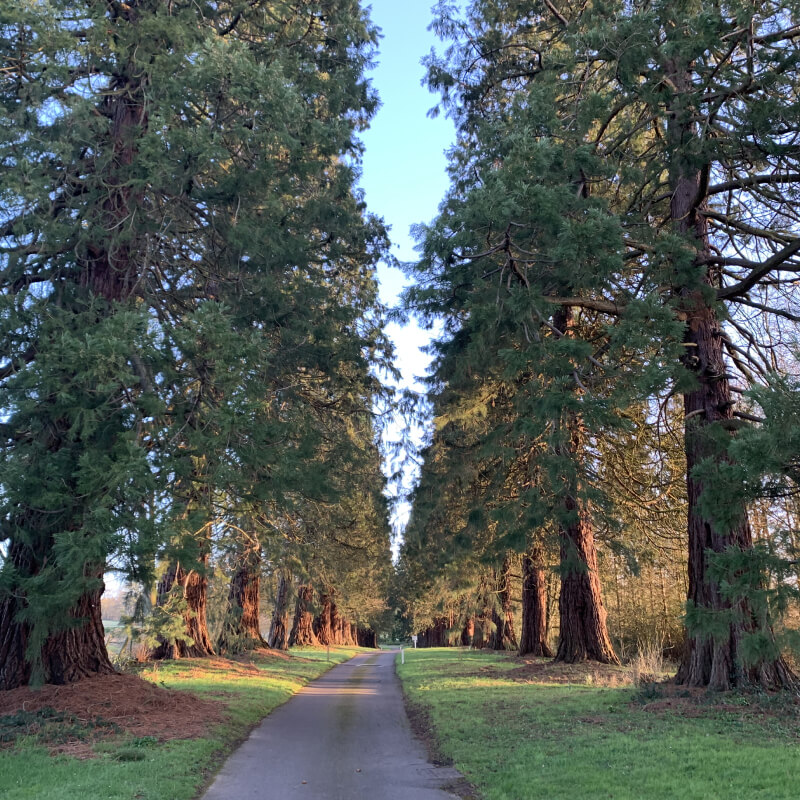 Tree Preservation 7