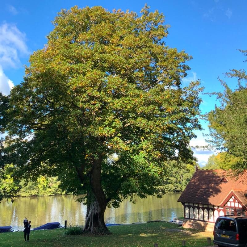Tree Preservation 8