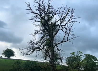 ash-dieback