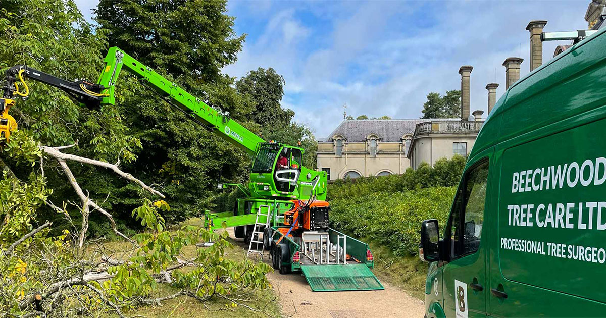 The Magic of Tree Pollarding Shaping Sycamores With Beechwood