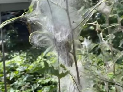 ermine-moth