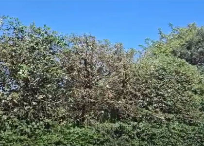Holm Oak tree reduction