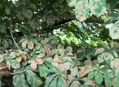 horse-chestnut-leaf-miners