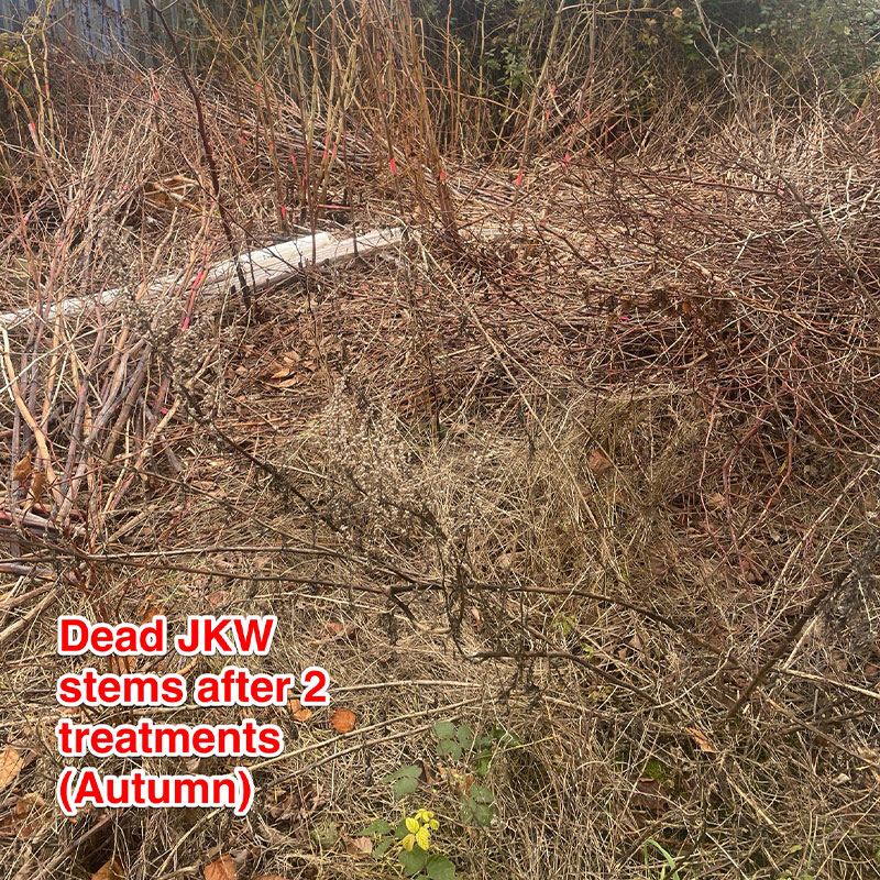 knotweed-2