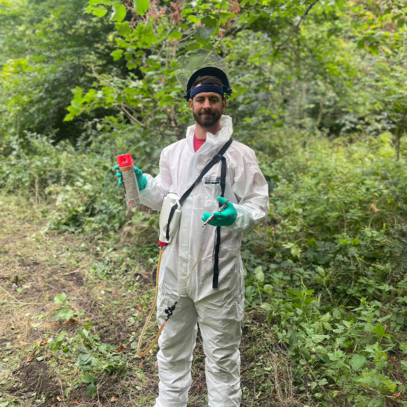 knotweed-3