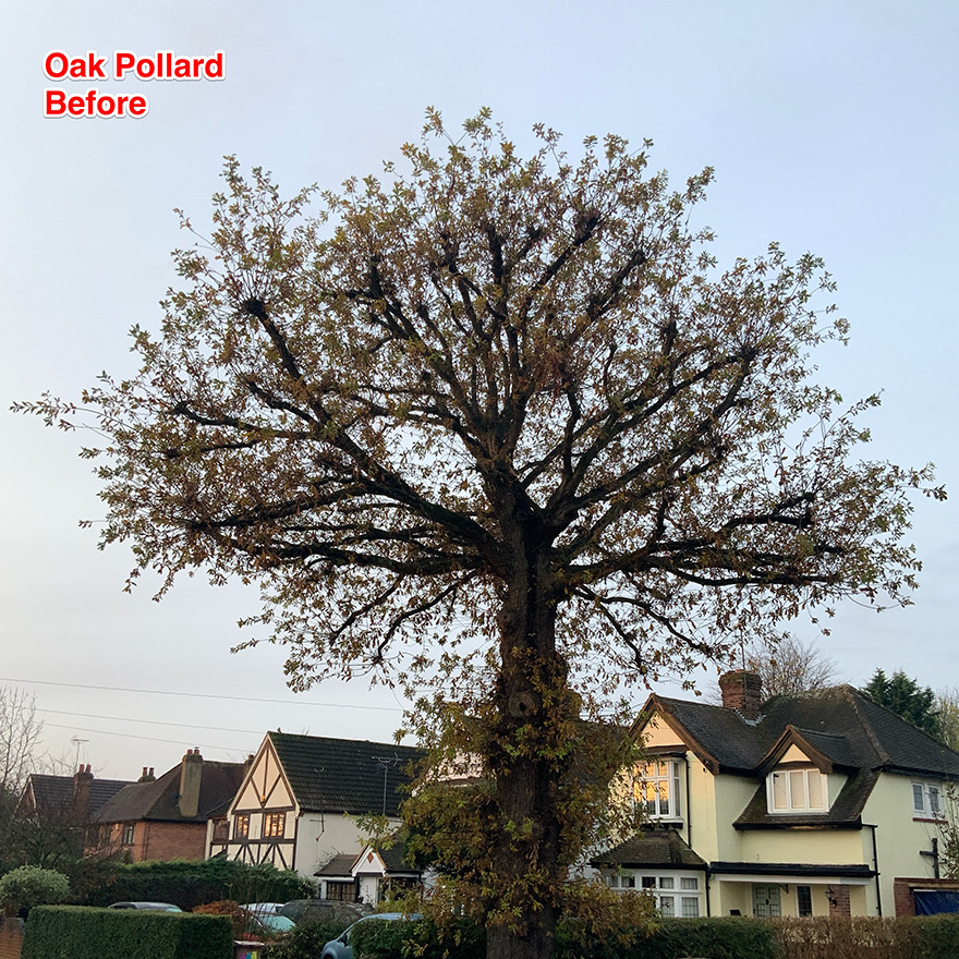 pollarding-1