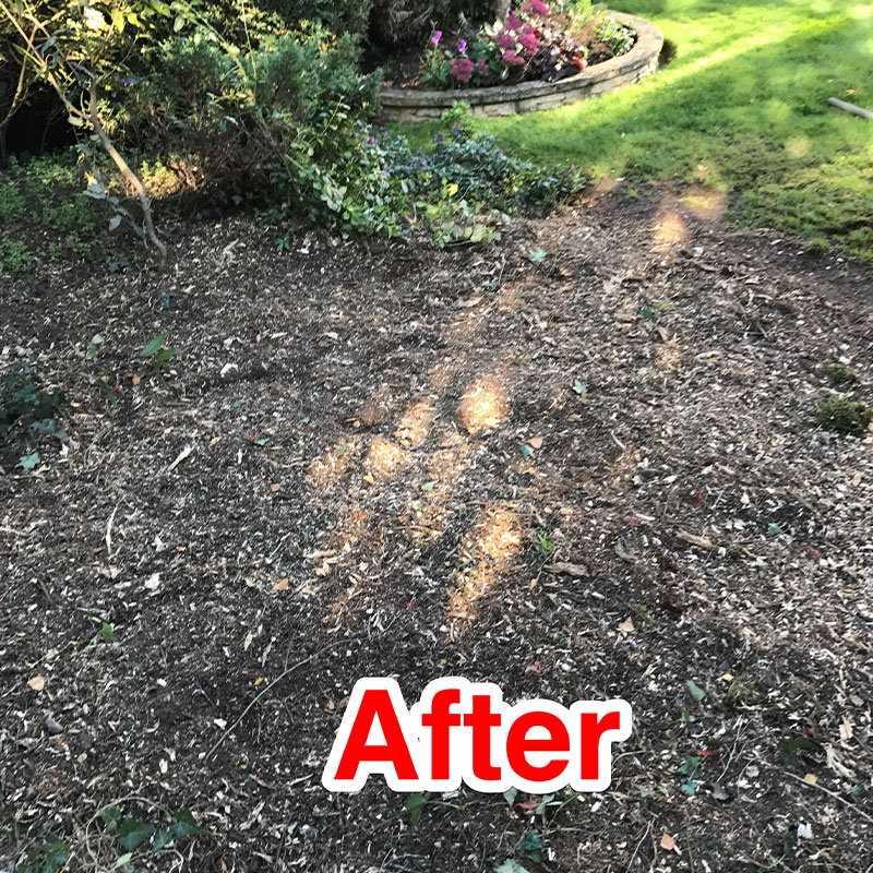 stump-grinding-2