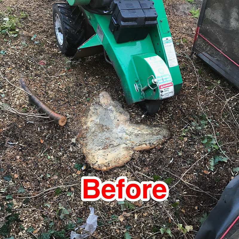 stump-grinding-3