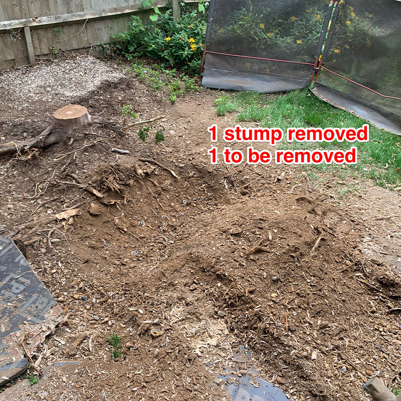 stump-grinding-6