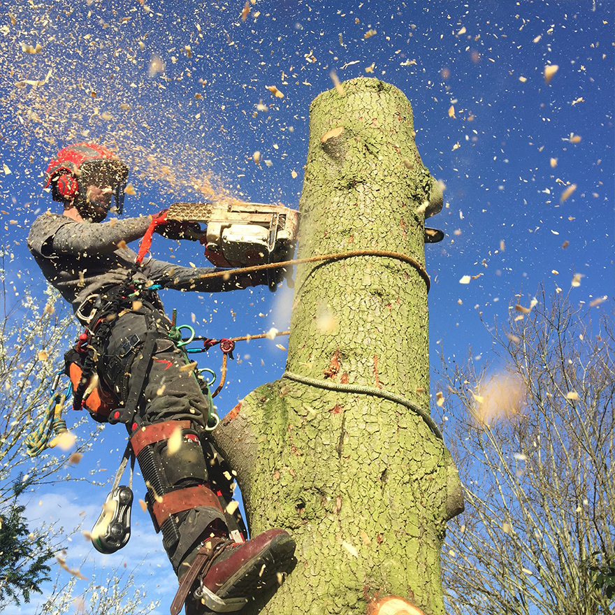 tree-felling-2
