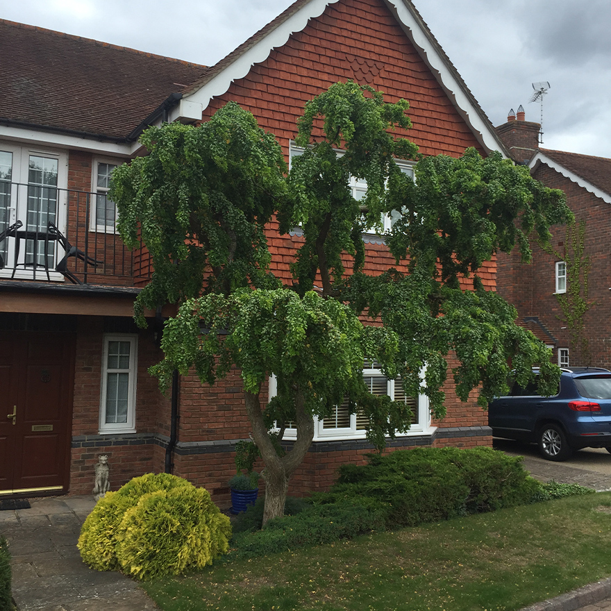tree-survey-11